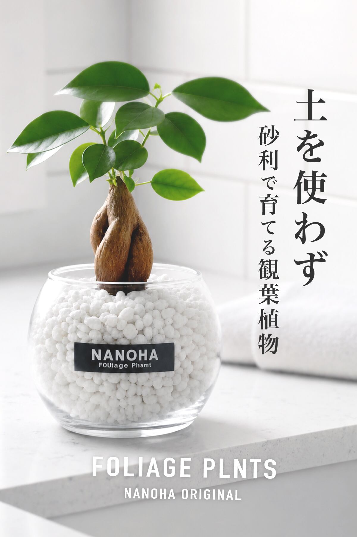 ガジュマル】砂利で育てる観葉植物・虫が湧きにくく衛生的（白砂利