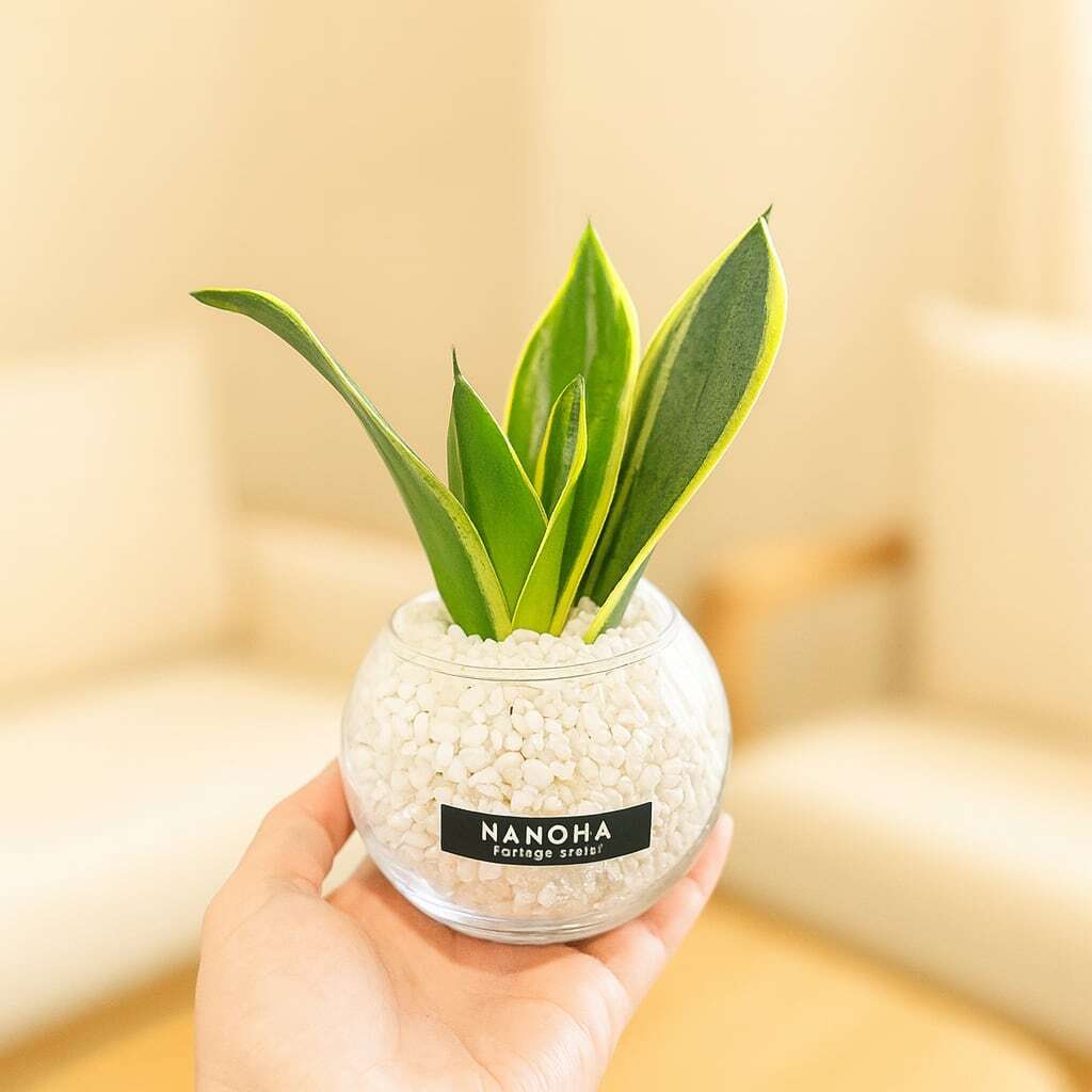 サンスベリア】砂利で育てる観葉植物・虫が湧きにくく衛生的（白砂利