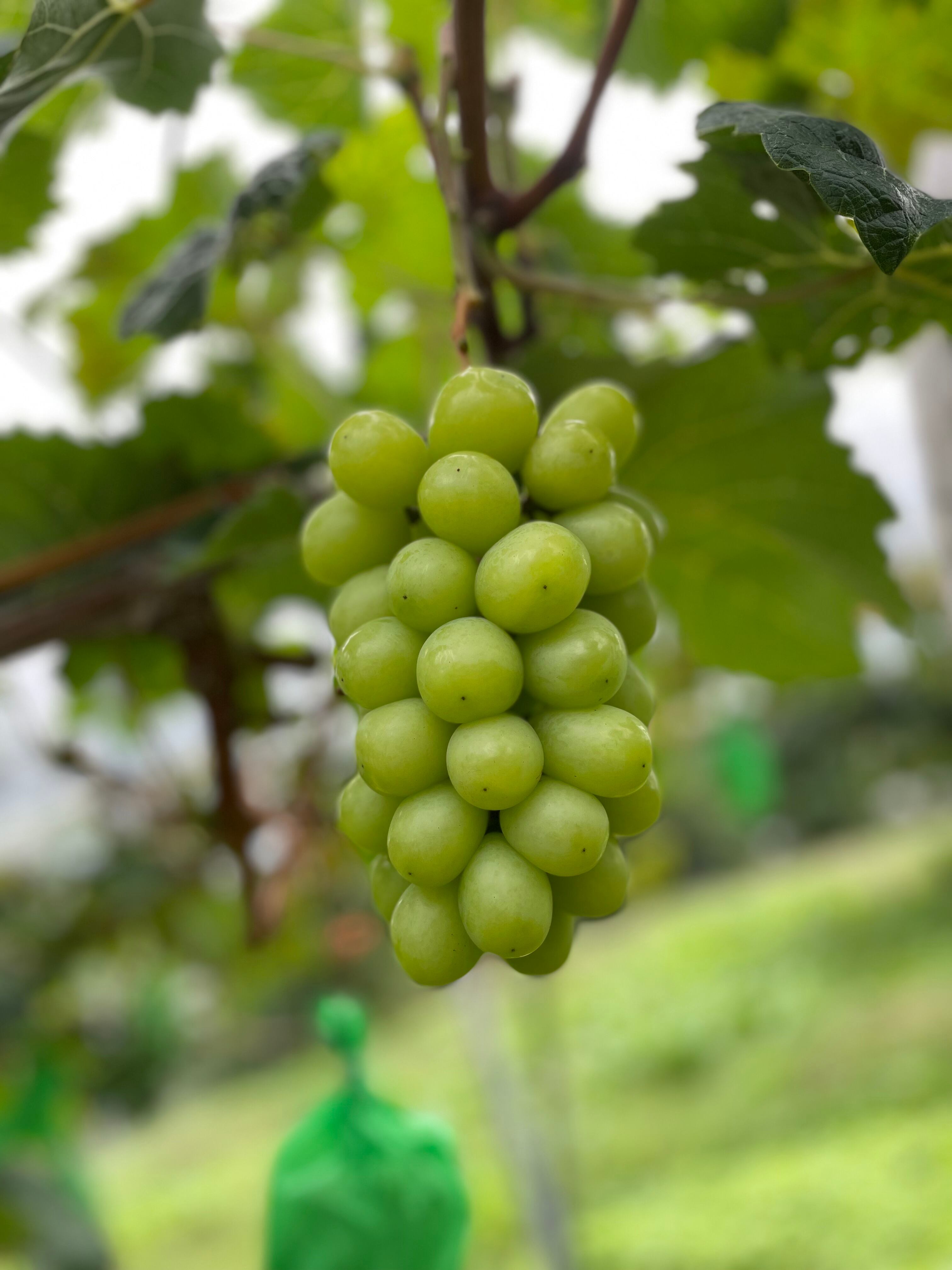 糖度が上がったものを、収穫した当日に発送いたします。