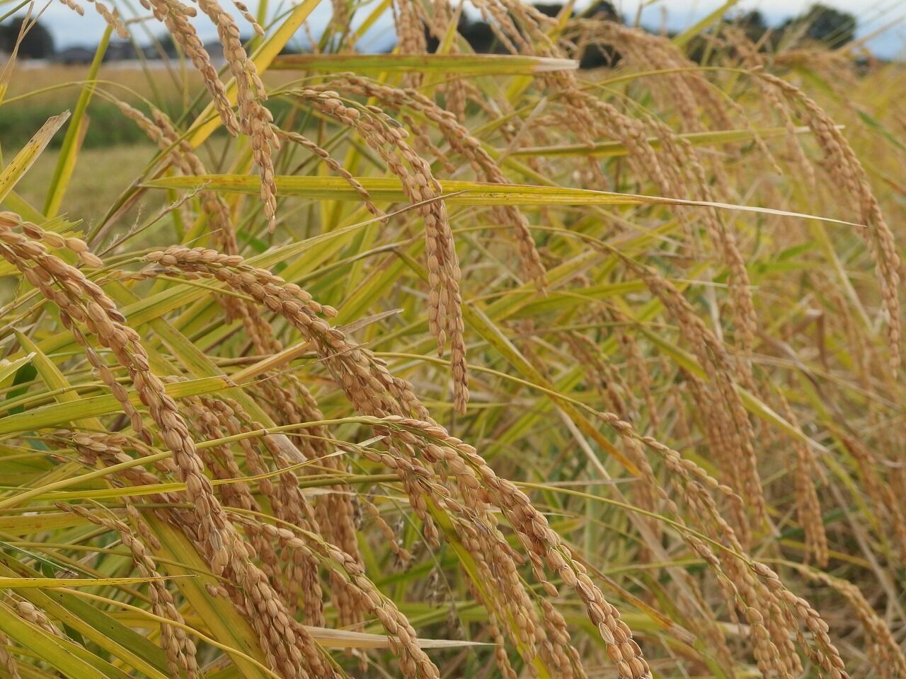 さわさわ揺れる穂の音が、耳に心地よい。