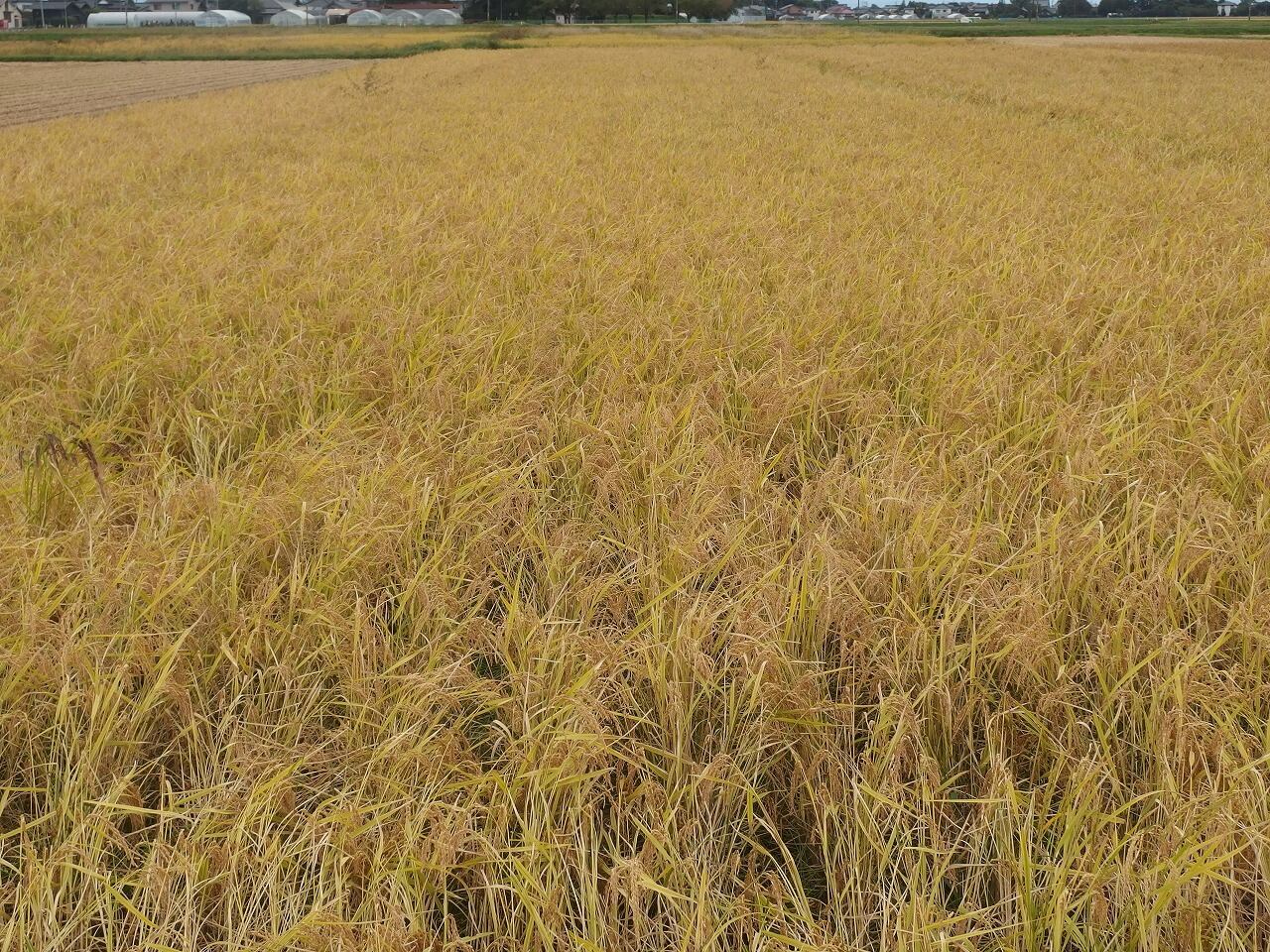 風通しが良くて、いい匂いがする。