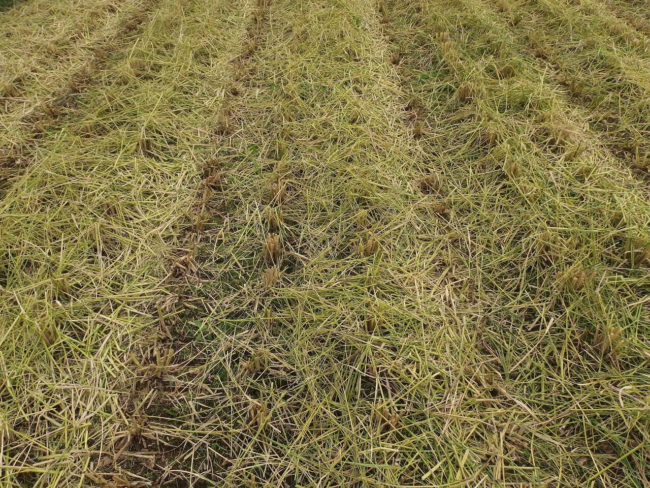 刈りあと。ほっとしたような、寂しいような、なんとも表現できない複雑な感情。