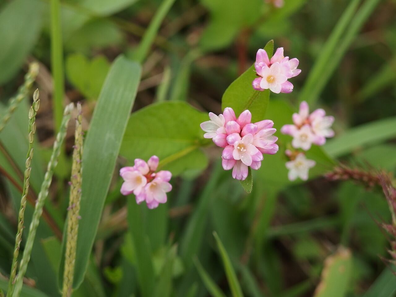 丈夫でへこたれない、でも姿は可憐なミゾソバの花。大好きな花。