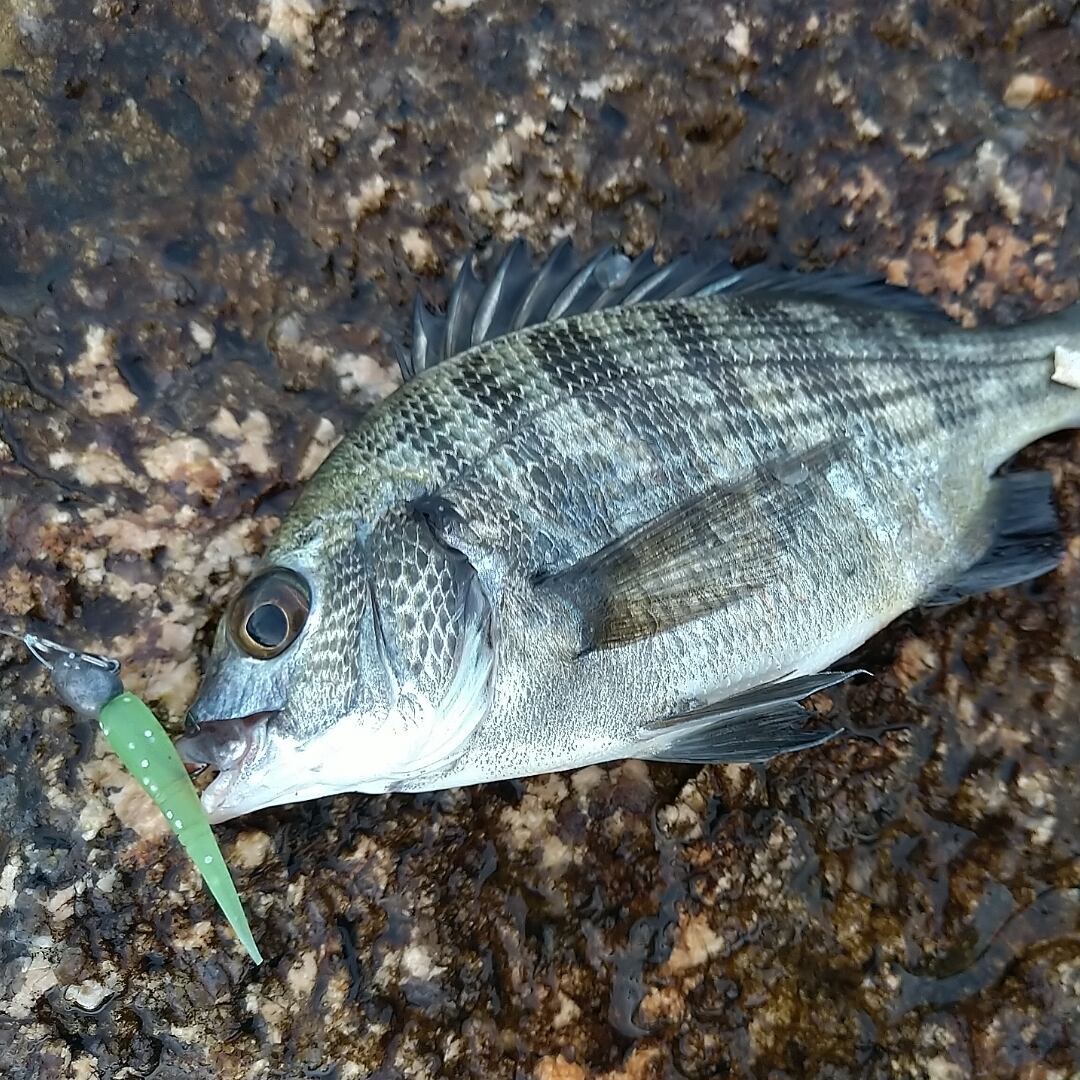 ライトチニングでも効く💪