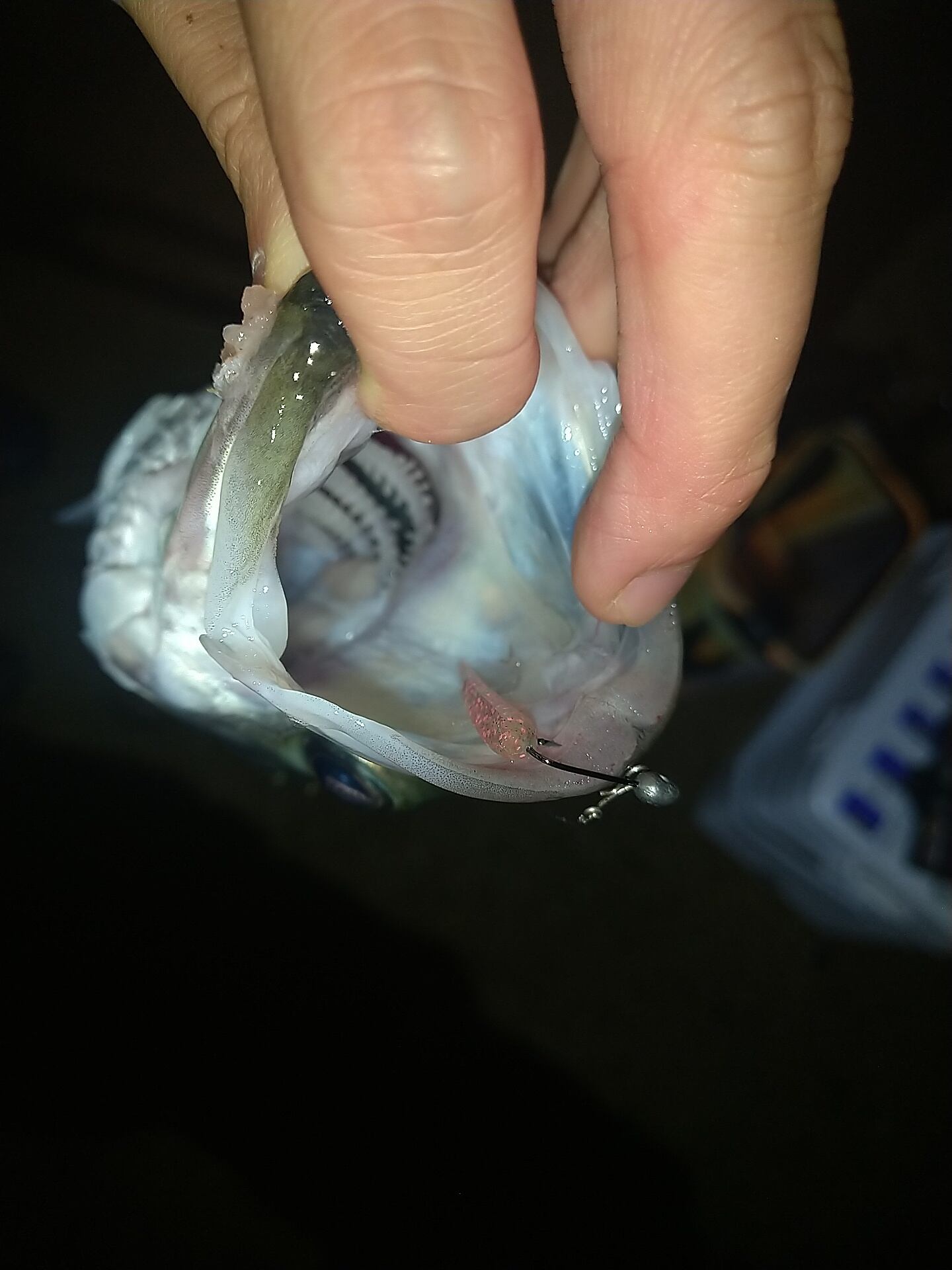 マイクロベイトパターンのヒラスズキも！