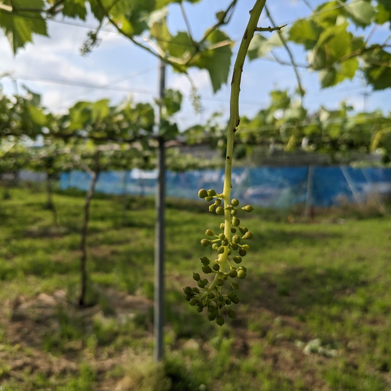 花の咲く前(房切後)