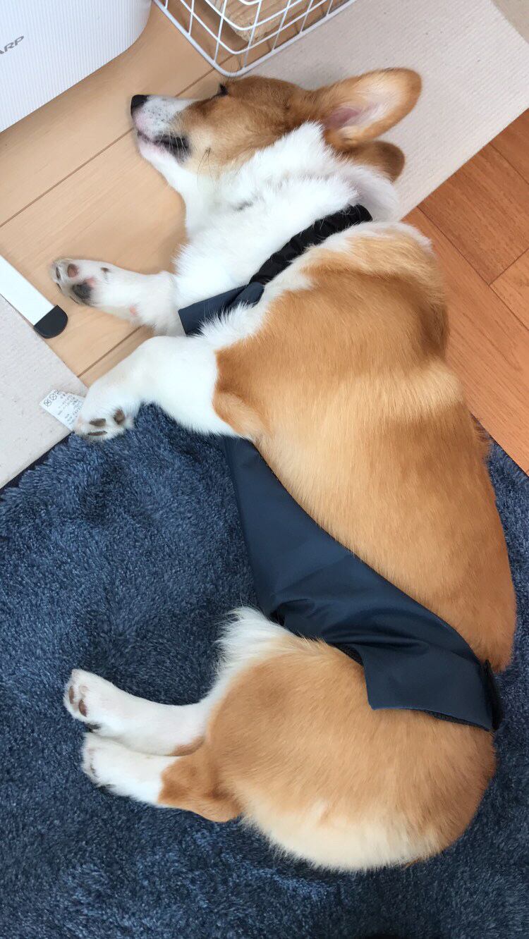 エルモくんサイズ(首周り:37センチ、胸周り:51センチ、胴周り:46センチ、着丈48センチ)