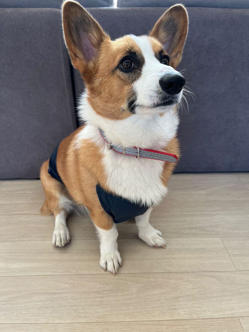 こたろうくん(Insta ID:kotamaru_99様)