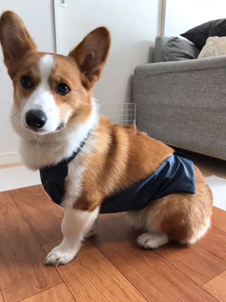 U字エプロンテスト試着中、エルモくん(Insta ID:@happy0224day様)