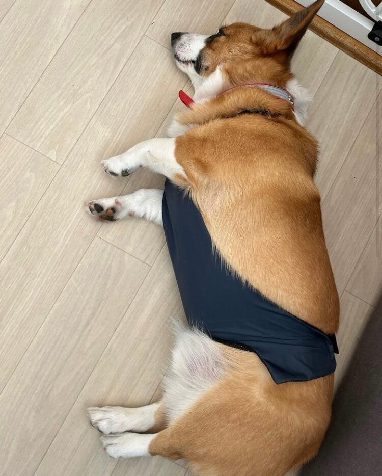 こたろうくんサイズ(首周り45センチ、胸周り69センチ、胴周り62センチ、着丈50センチ)