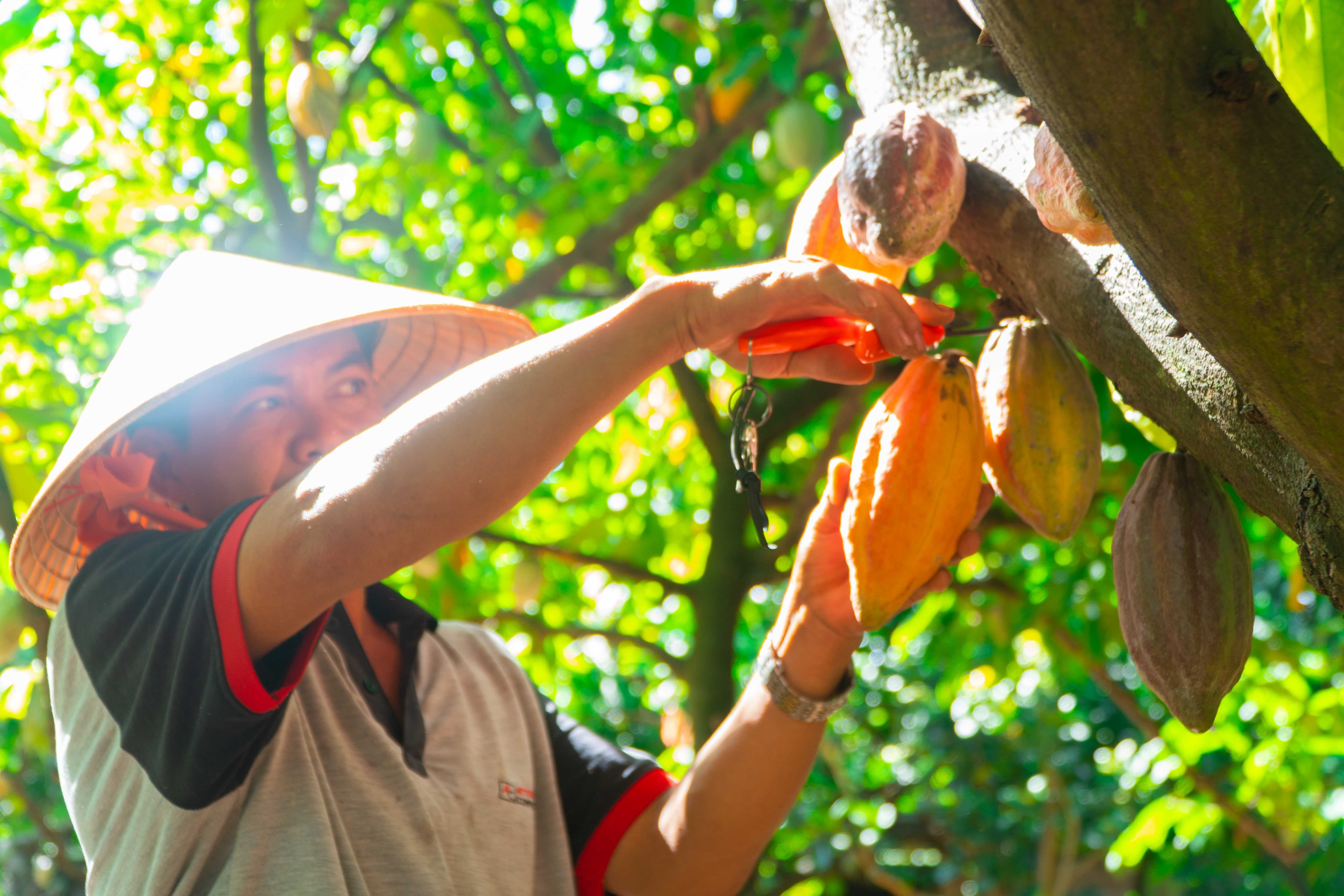 収穫、自社のカカオ農園他、周辺の農家と良質なカカオ栽培作りに取り組む