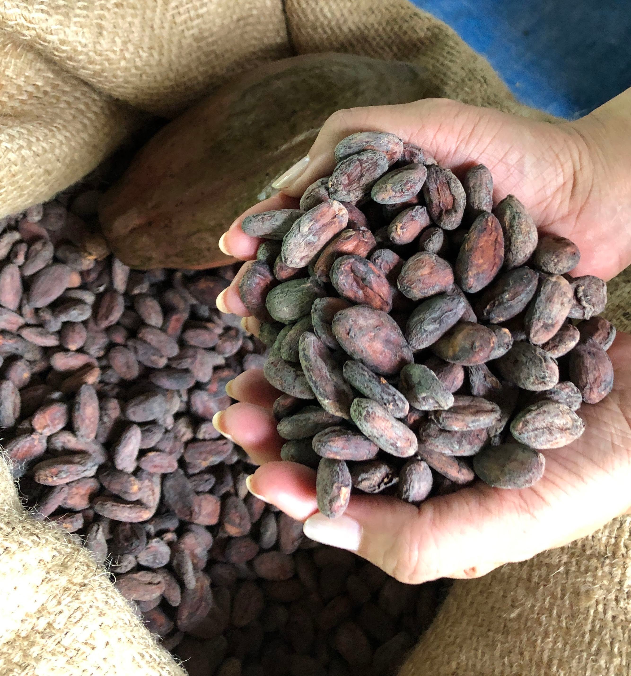 良質なカカオ豆は奥深い香りがする