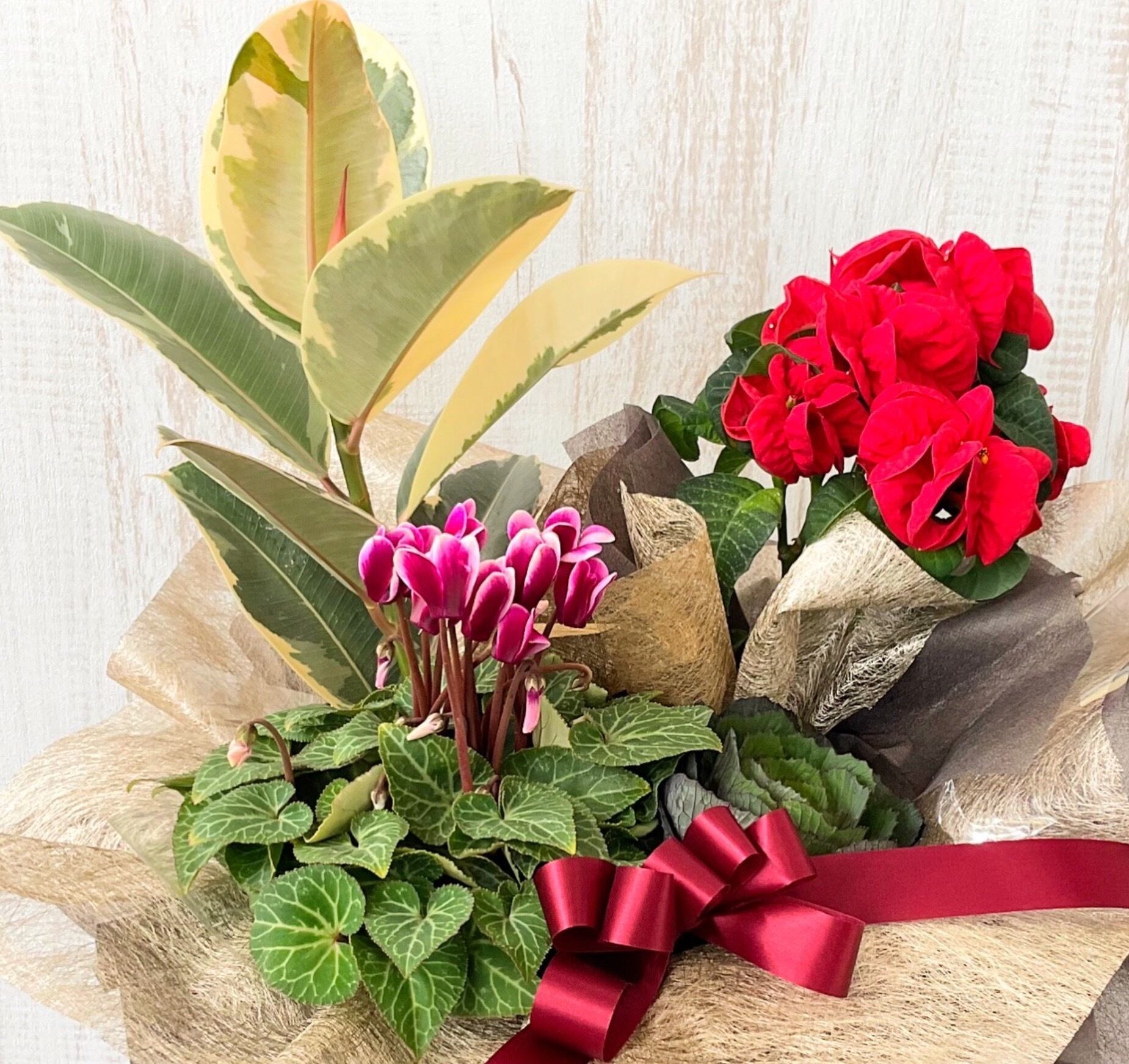 ポインセチア、シクラメン、ゴムの木など