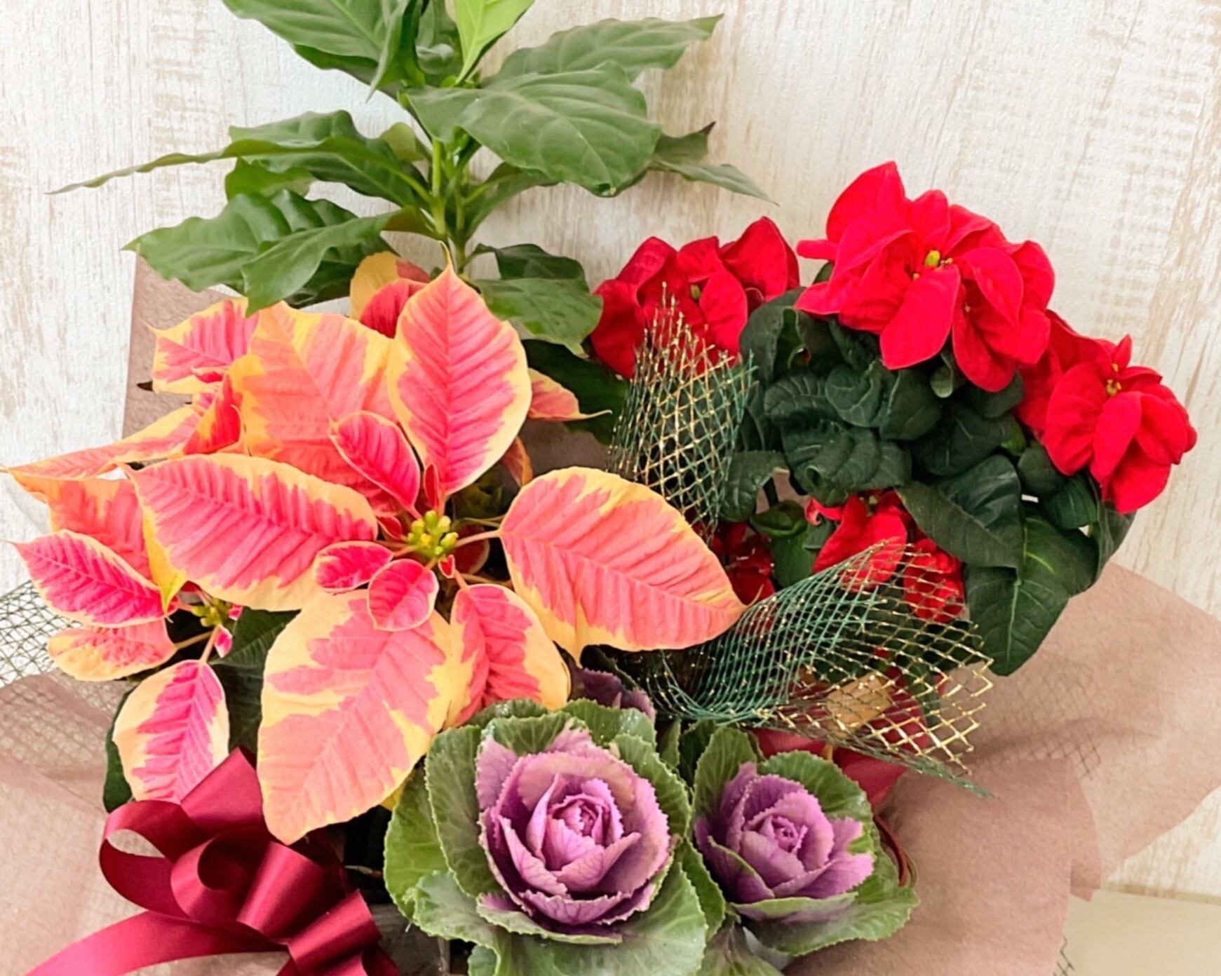 ポインセチア、葉牡丹、コーヒーの木など