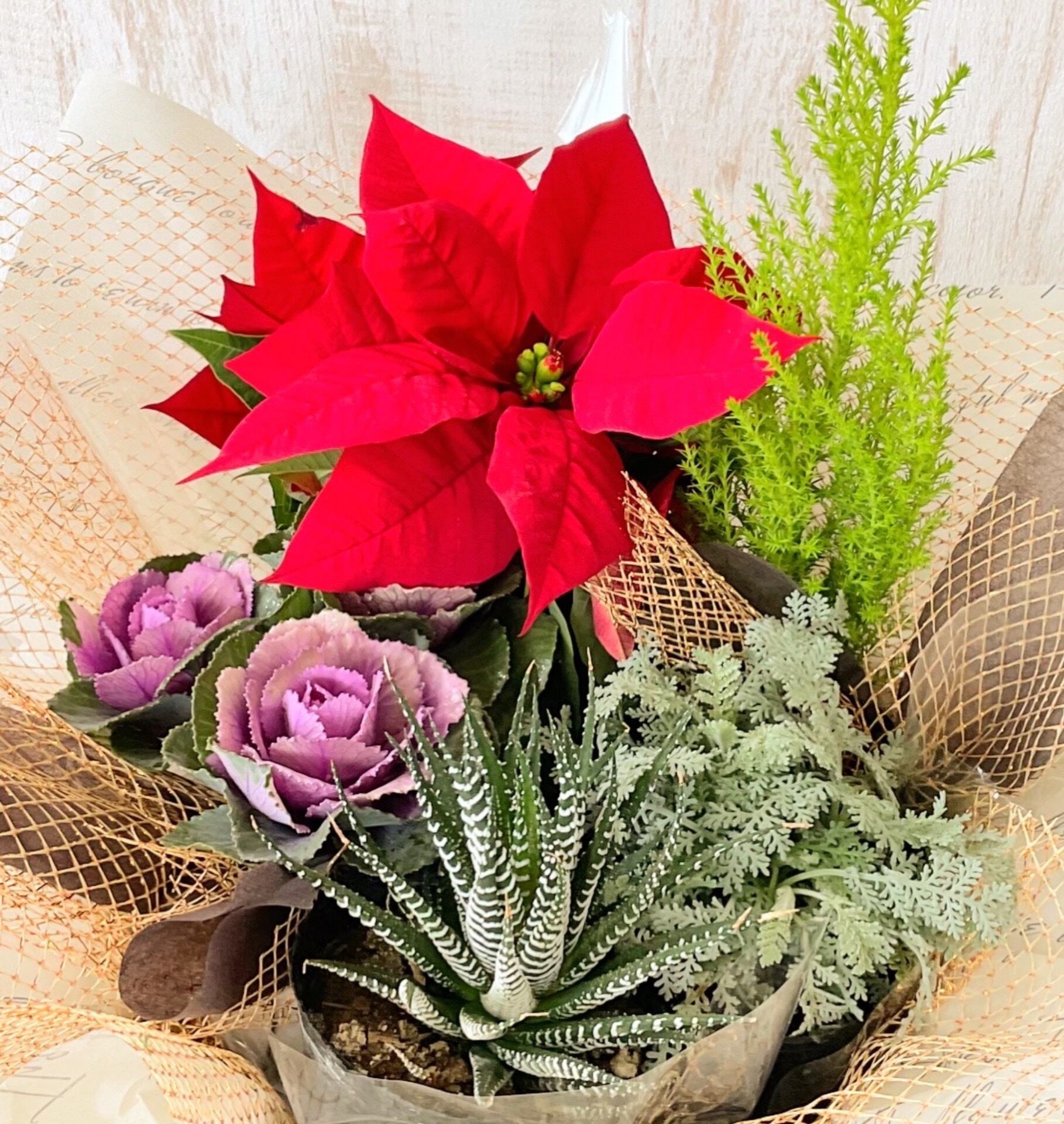 ポインセチア、コニファー、シロタエギク、アロエなど