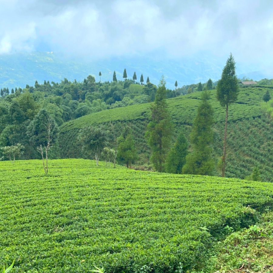ネパールの紅茶の産地、イラムはネパール東部、ヒマラヤ「カンチェンジュンガ」の麓