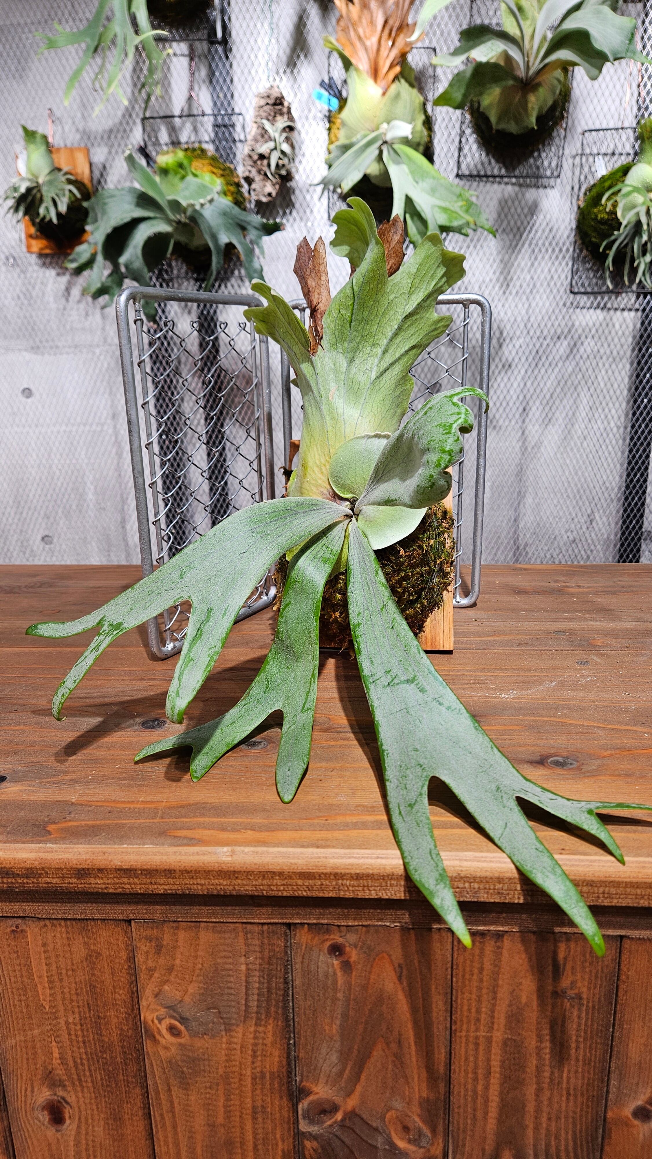 P.Willinckii cv. Laora 【artPLANTs/PLANTSGARAGE 】ビカクシダ