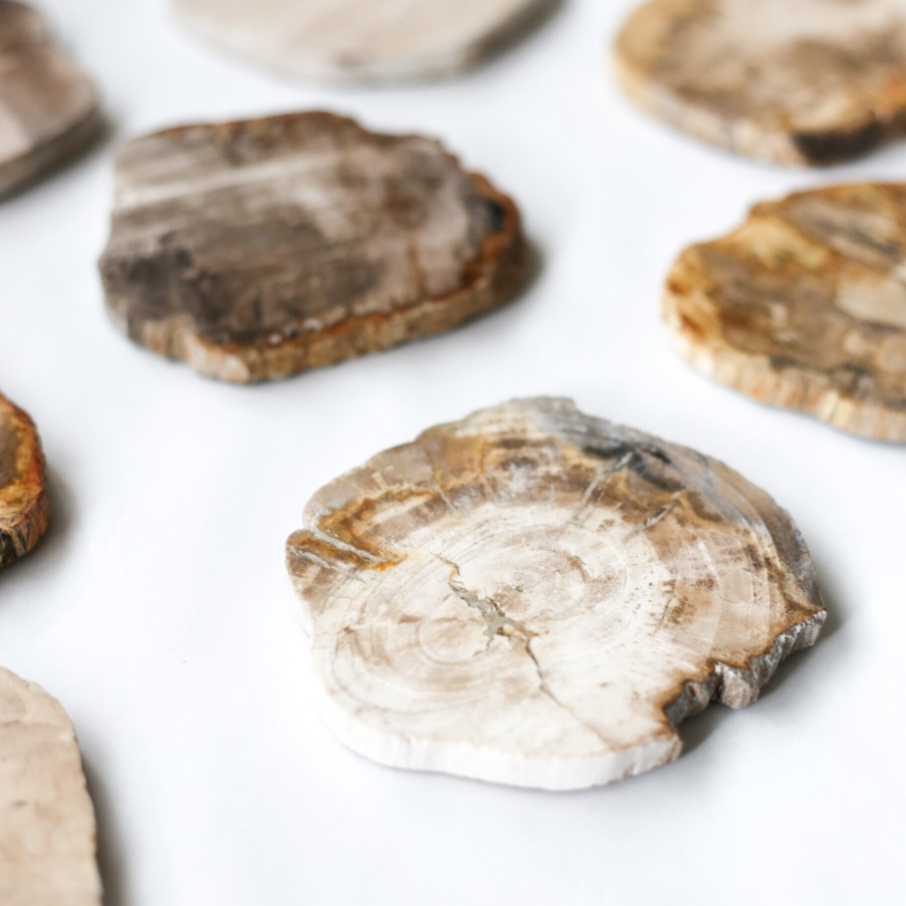 Wood Coaster Natural / 珪化木 コースター | Et cetera