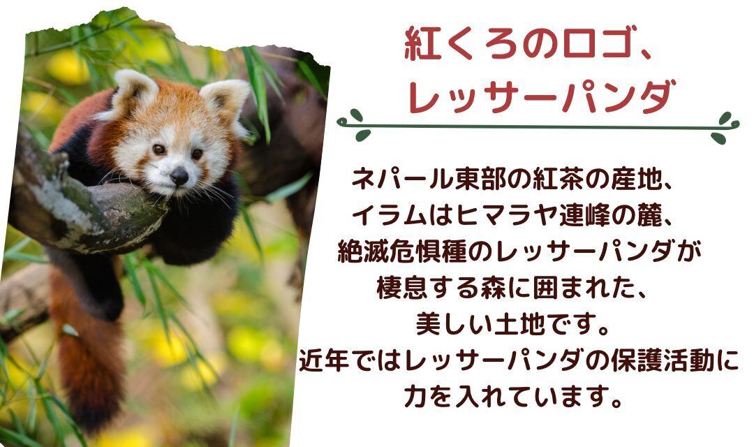 紅くろのロゴは、イラムの森に棲むレッサーパンダ。
