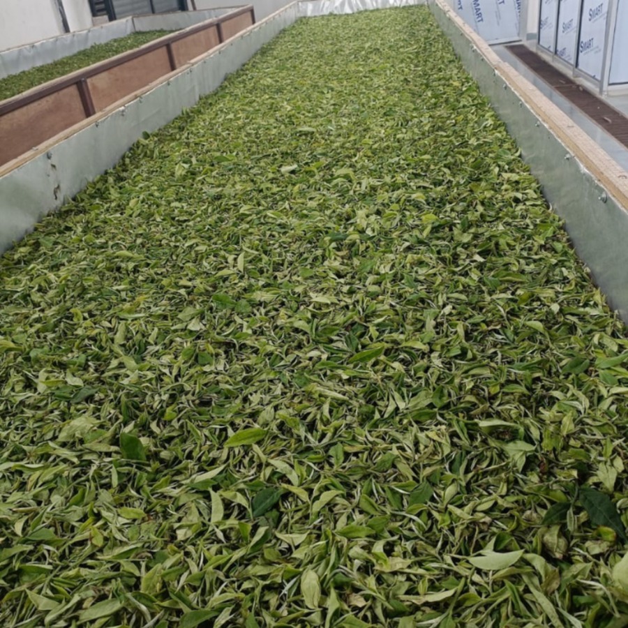 紅くろの茶葉は、全て有機栽培。無添加・無香料。