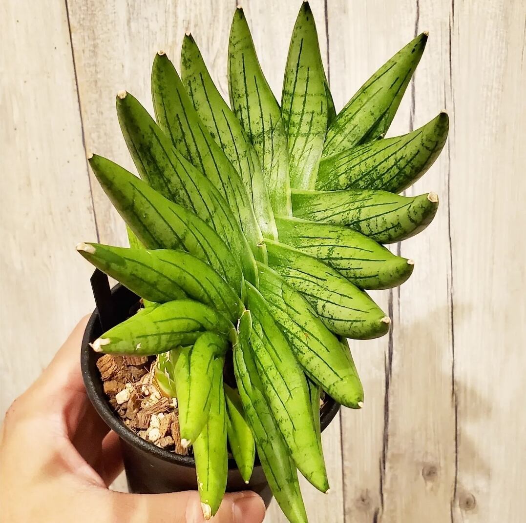 img_617a7a9559d87a71258d4f2946