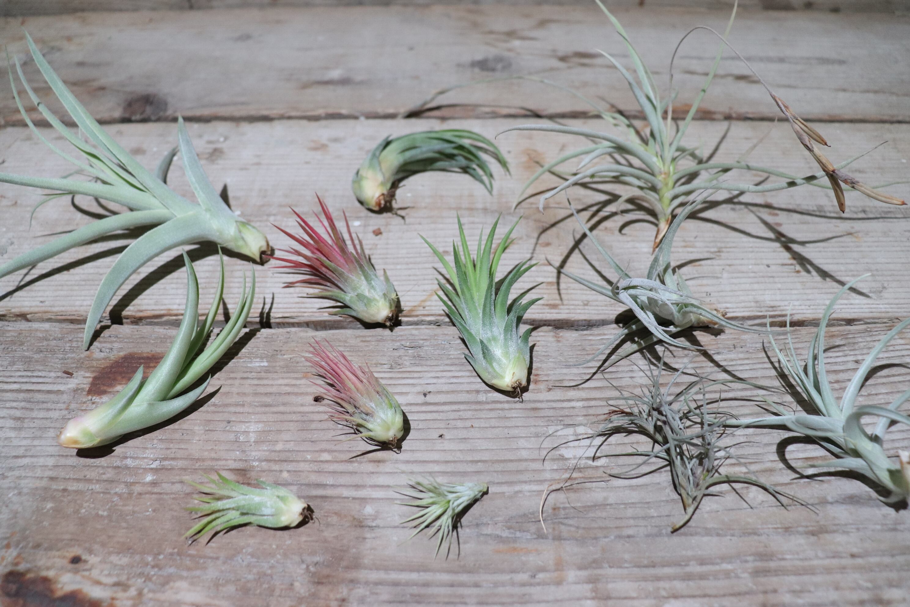 送料無料】ionantha 'Peach' from Jerry Domingo〔エアプランツ〕現品