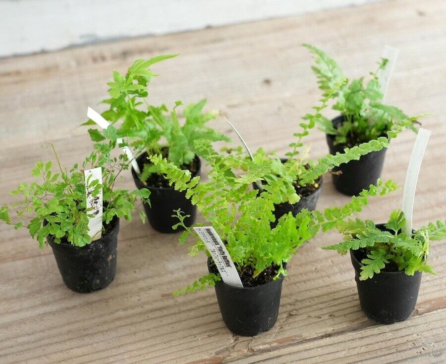 セイヨウタマシダ ”コットンキャンディ”（シダ植物）苔テラリウム作製