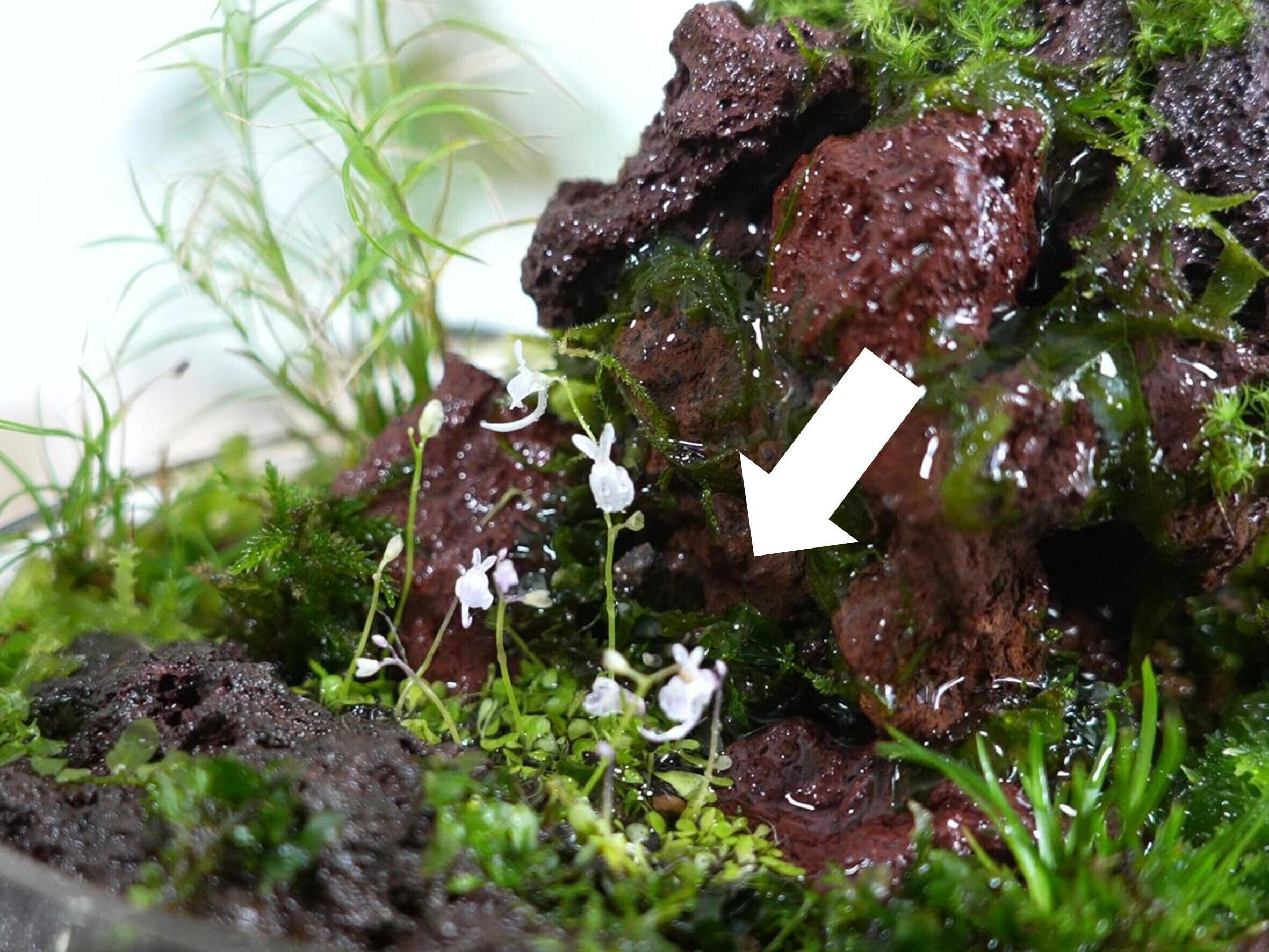 ウサギゴケ 苔テラリウム作製用素材◇水辺の表現におすすめ | 苔