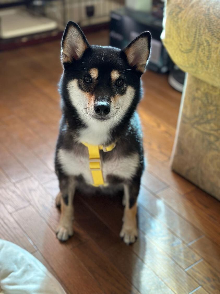 ✨チョコちゃん・L/9kg