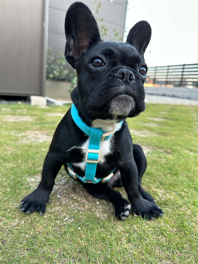 ✨パペスくん・L/7㎏