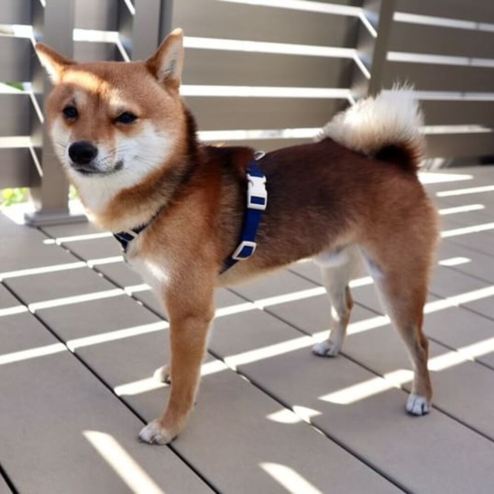 ✨ごまちゃん・Ｍ/4.5kg