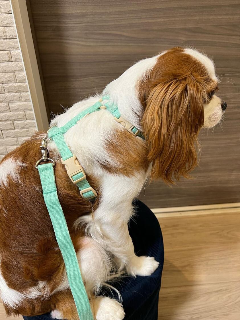 ✨マロンくん・M/7kg