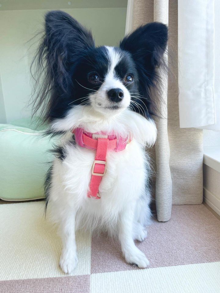 ✨ベルちゃん・Ｍ/2.9kg