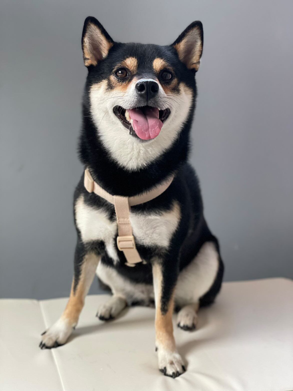 ✨るあちゃん・L