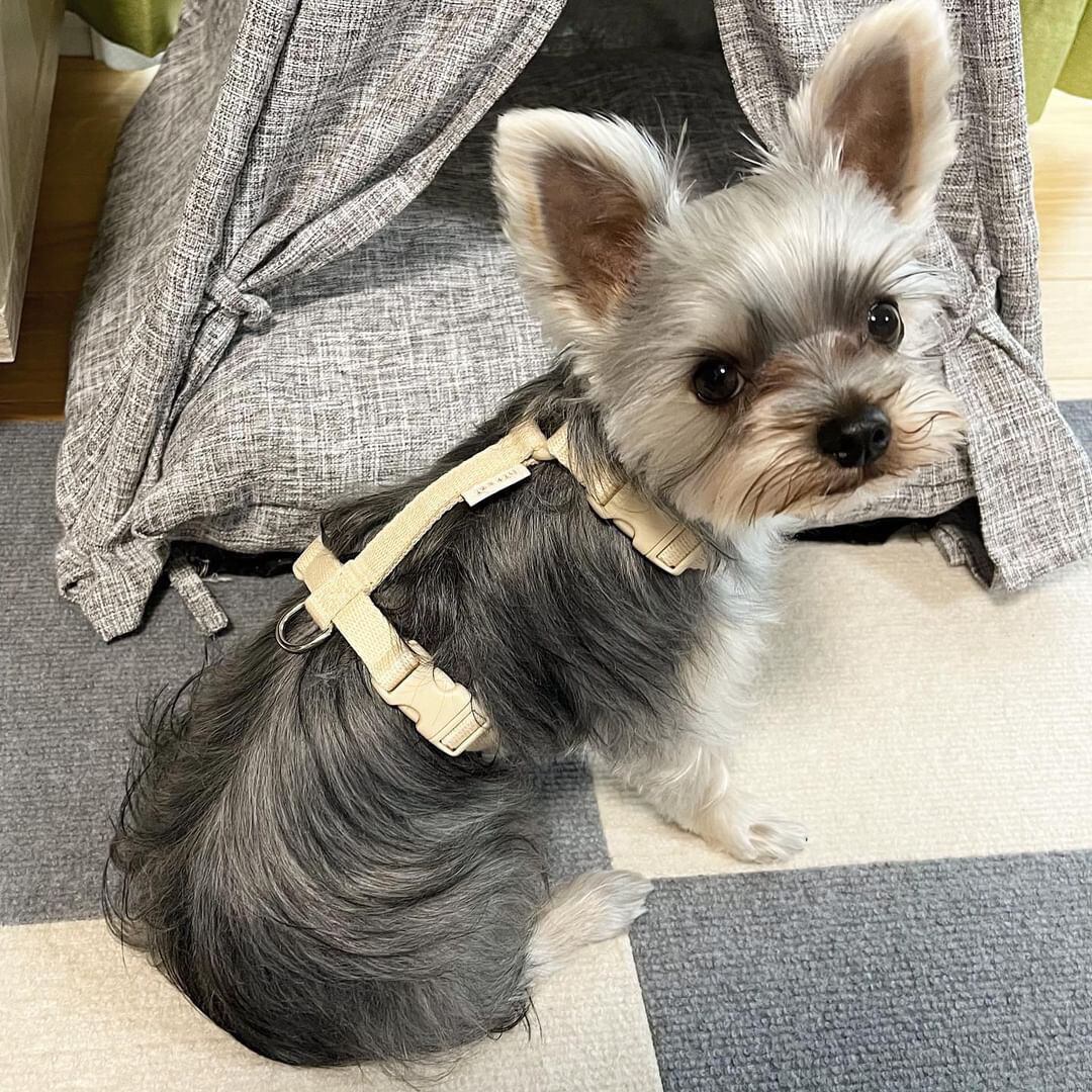 ✨くまちゃん・S/2.2kg