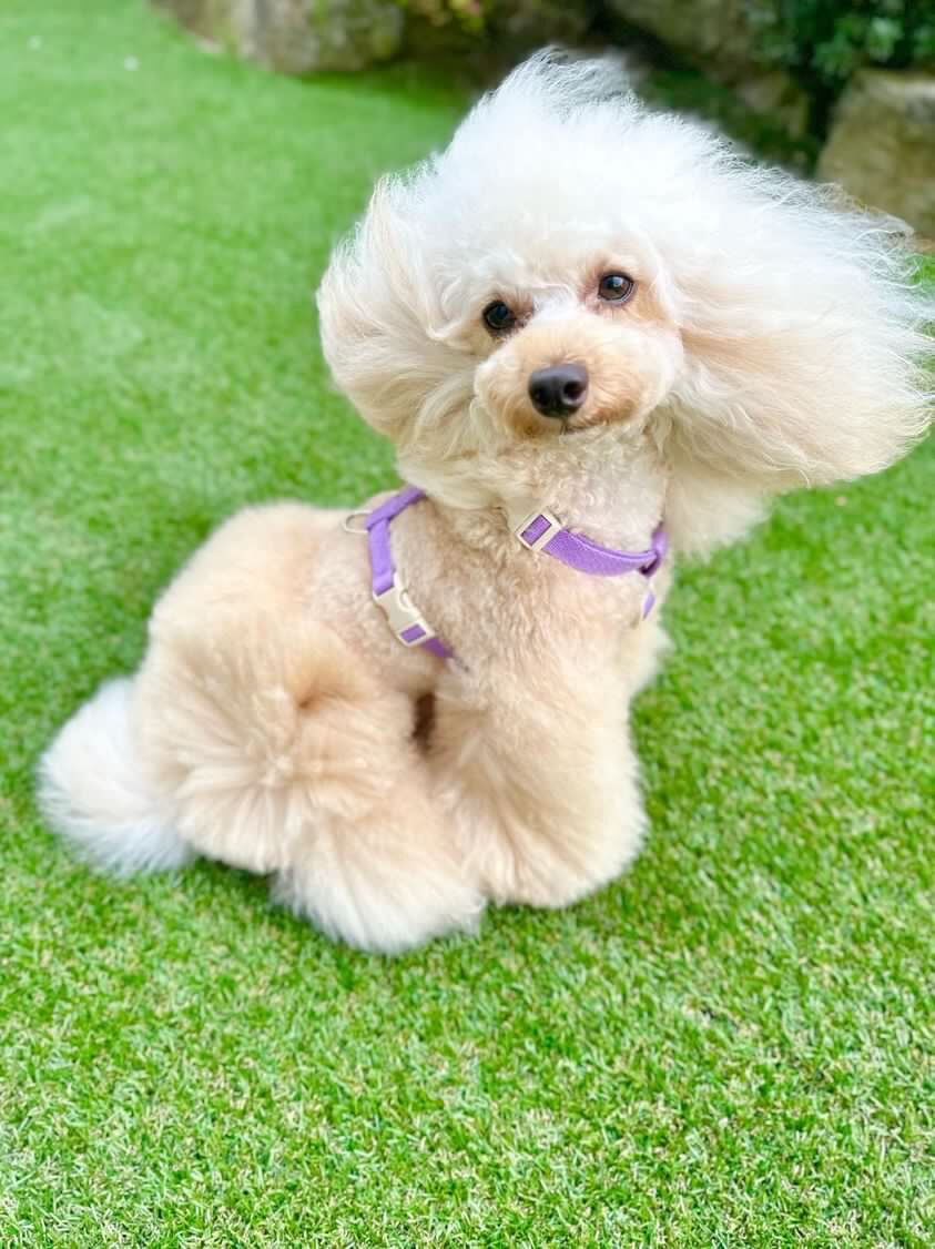 ✨ テディちゃん・M