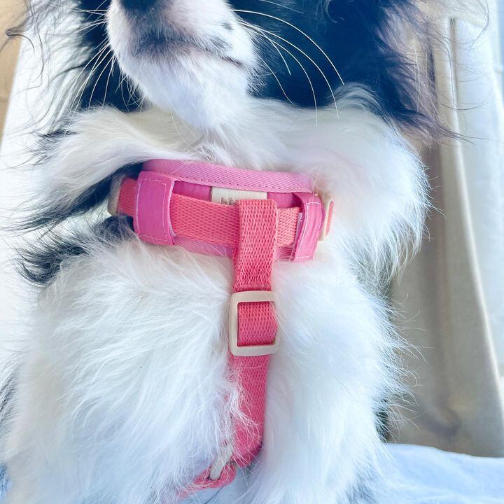 ✨ベルちゃん・Ｍ/2.9kg