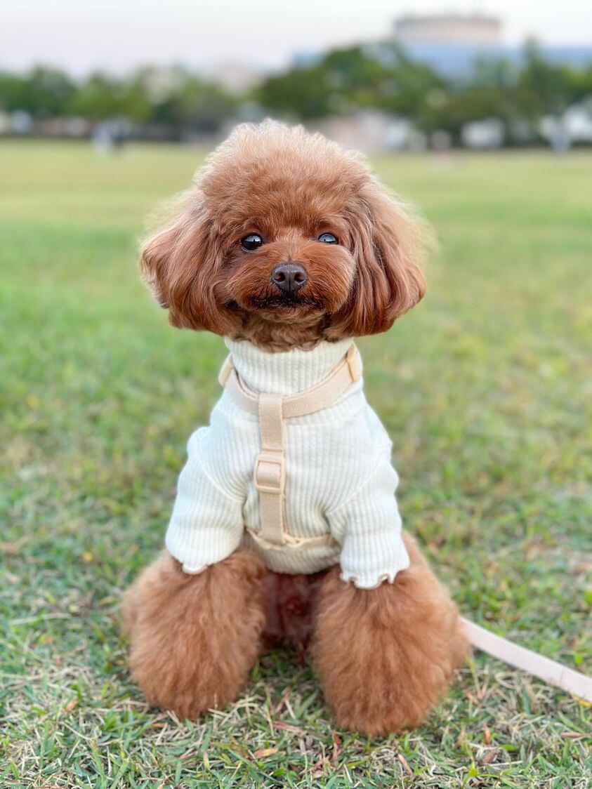 ✨ココくん・M/3.3kg