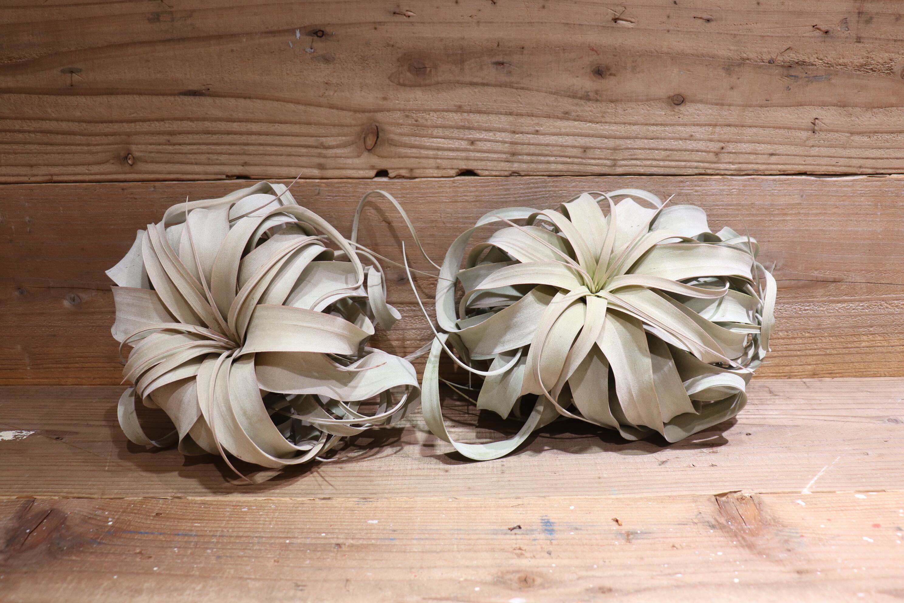 送料無料】キセログラフィカ XL〔エアプランツ〕現品発送T2658