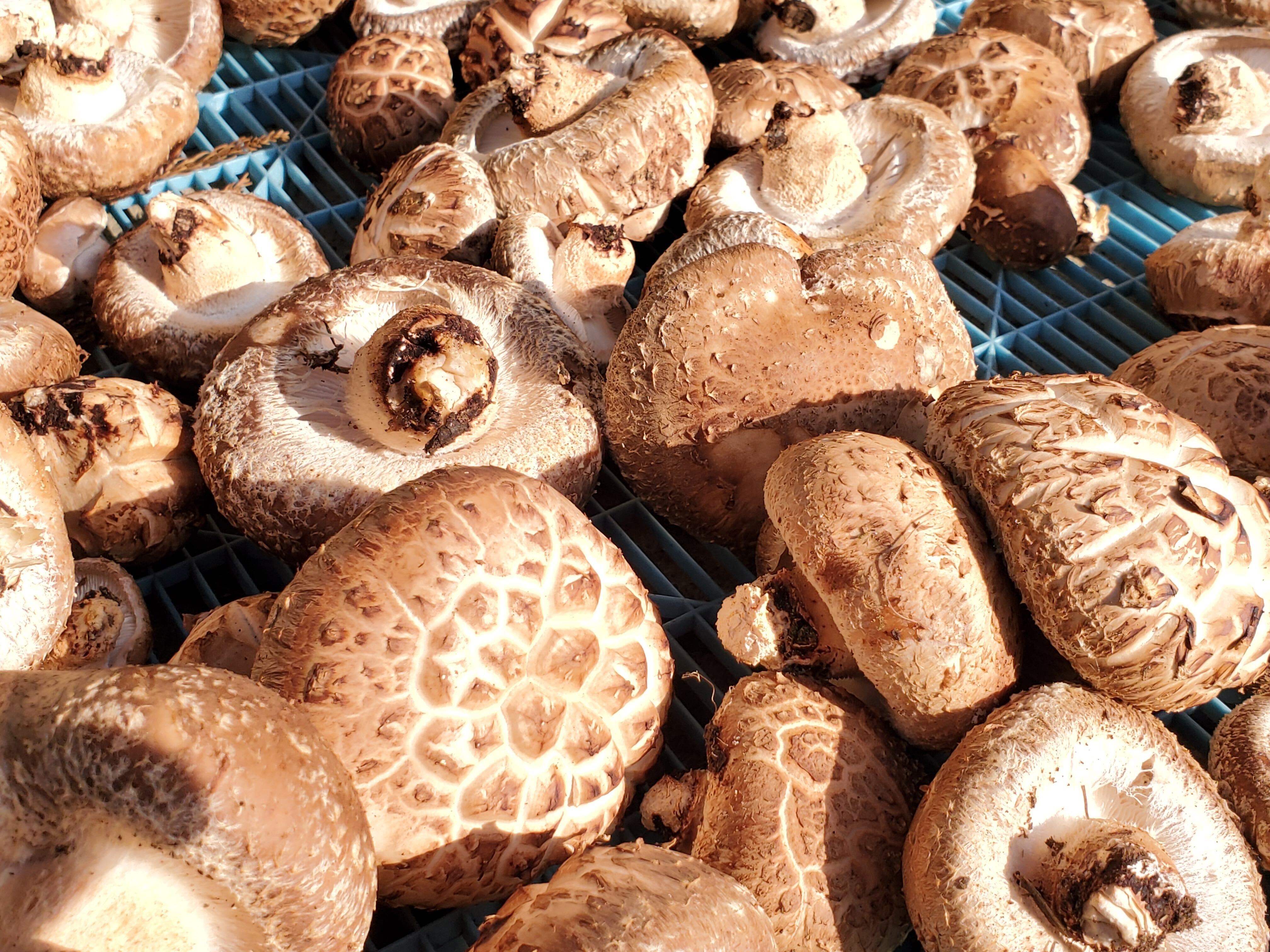 大ぶりで肉厚、旨味も強い「115」という品種を使用