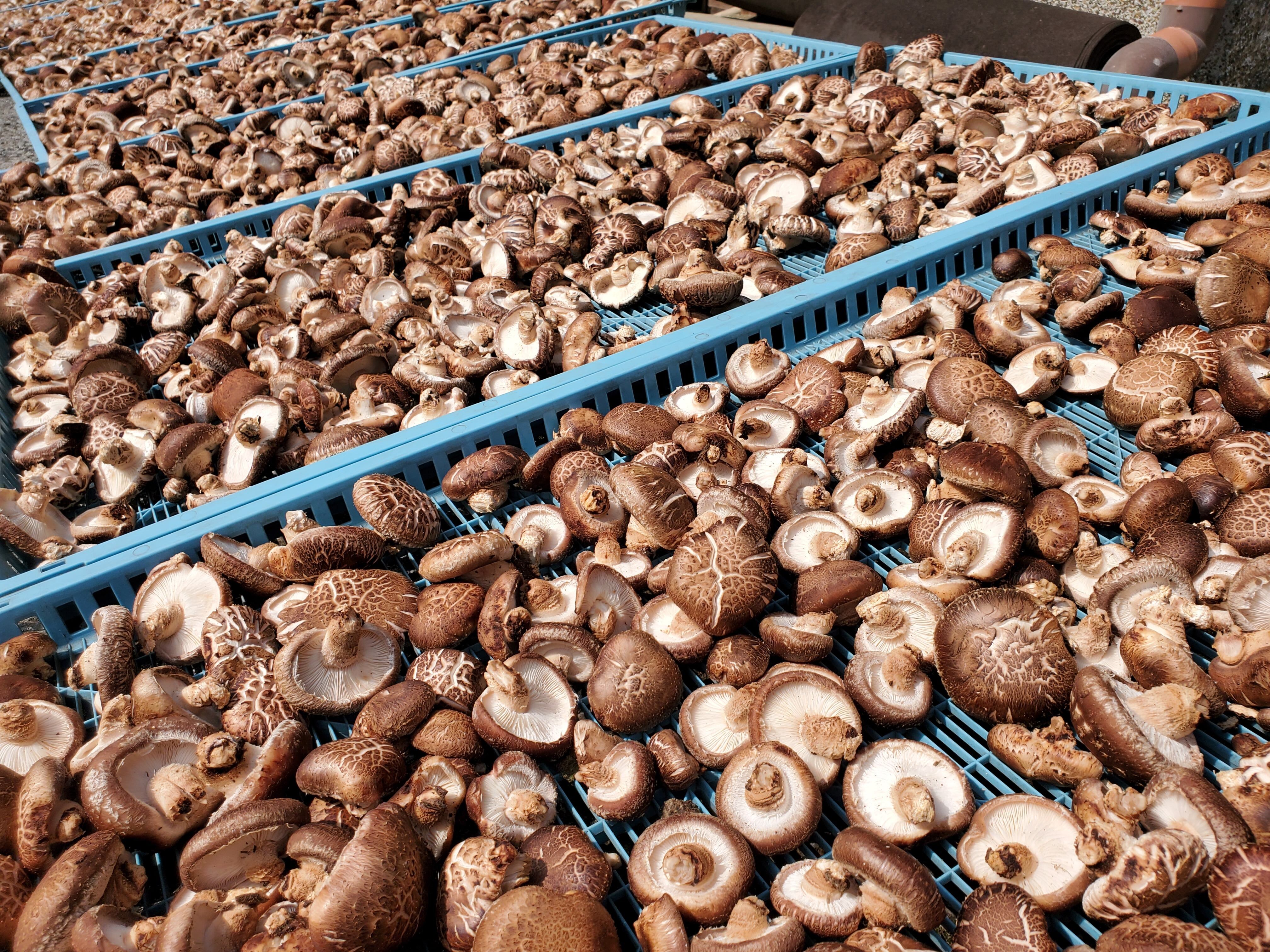 収穫したしいたけは天日干ししてから乾燥