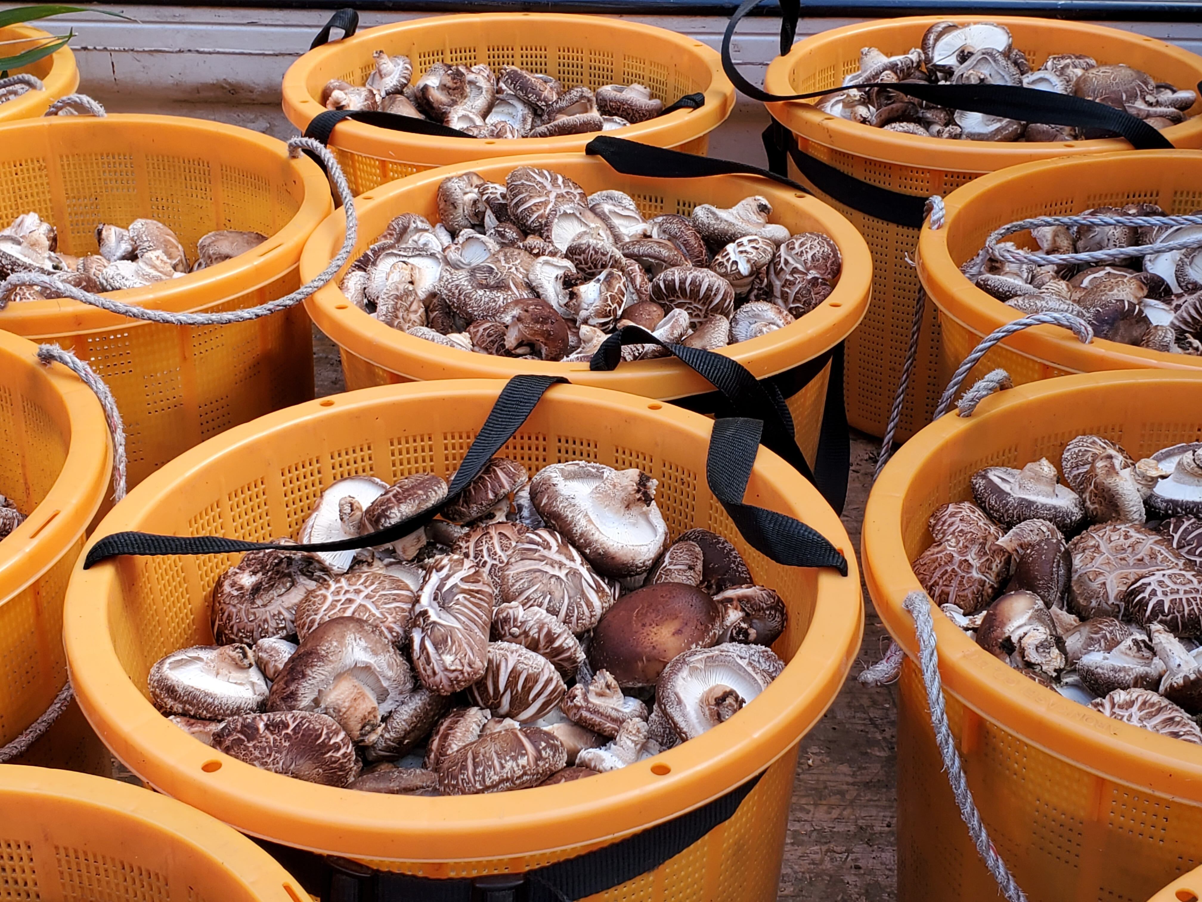 しいたけは今が旬