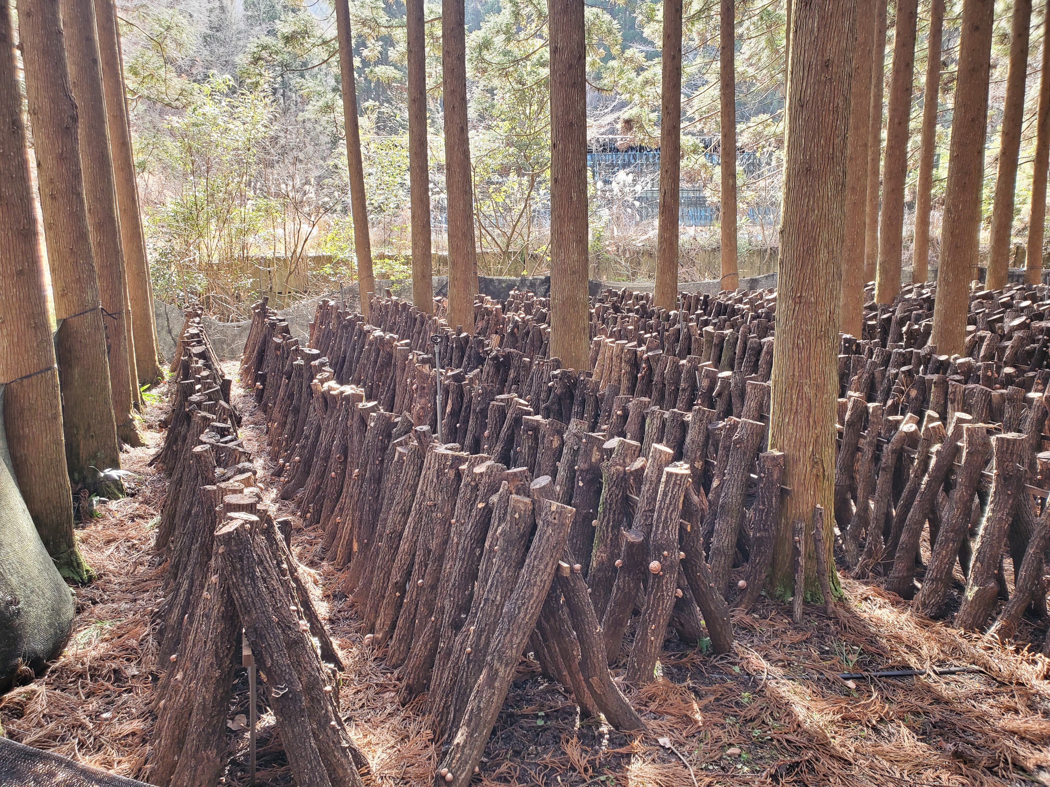 原木の切り出しから駒うちまで全て手作業