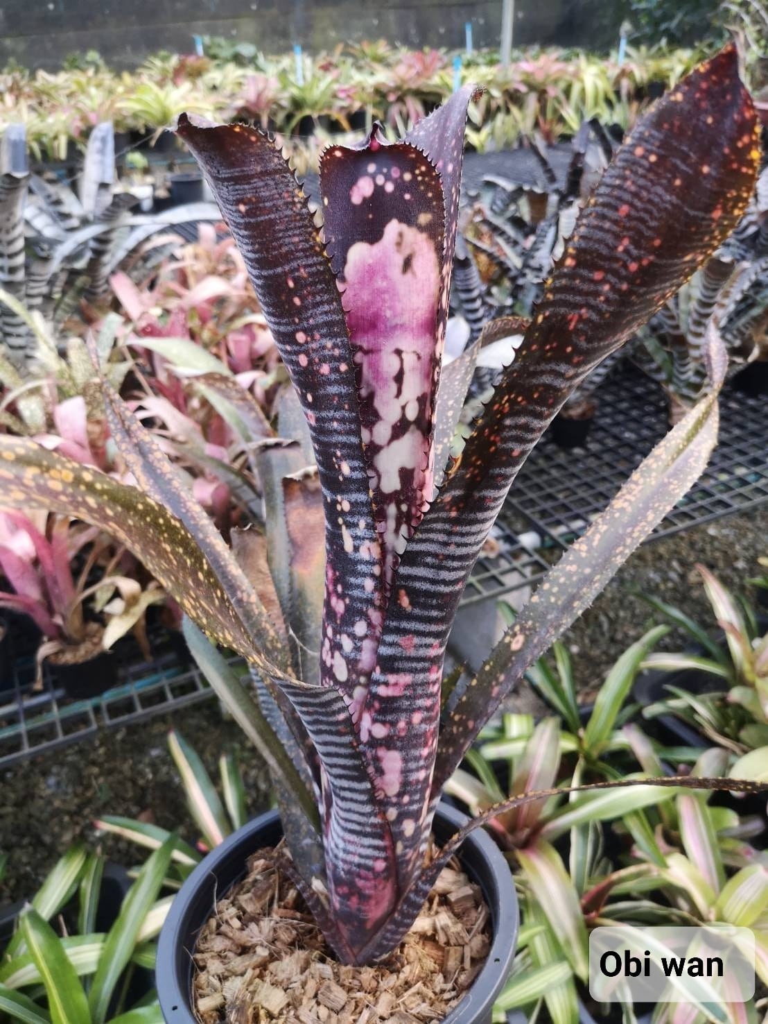 BILLBERGIA ‘Obi-Wan’ ビルベルギア オビワン