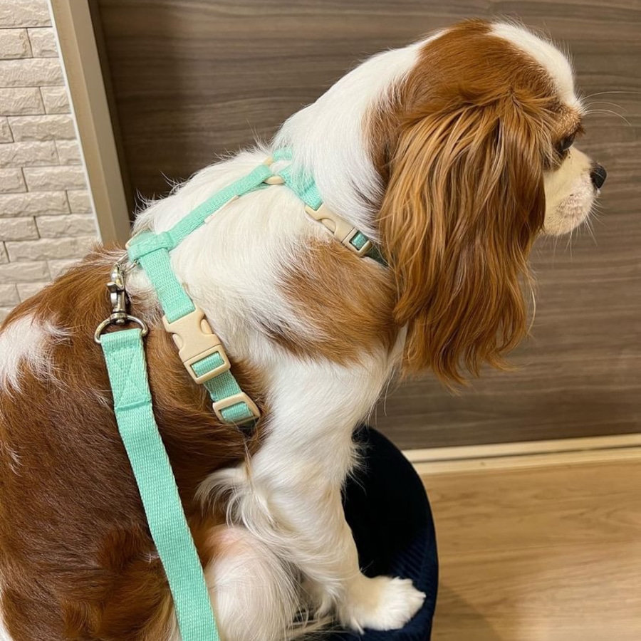 ✨マロンくん・20/3M