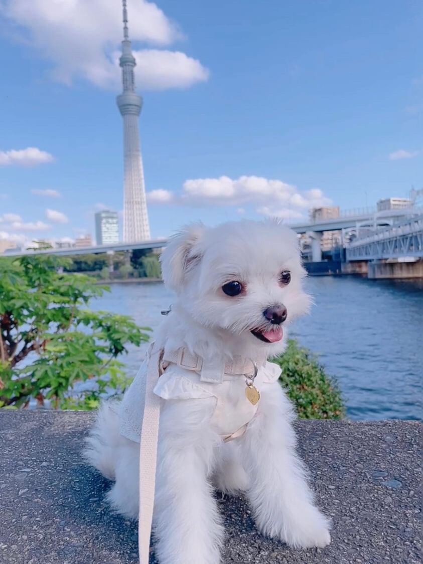 ✨メグちゃん・15/3M