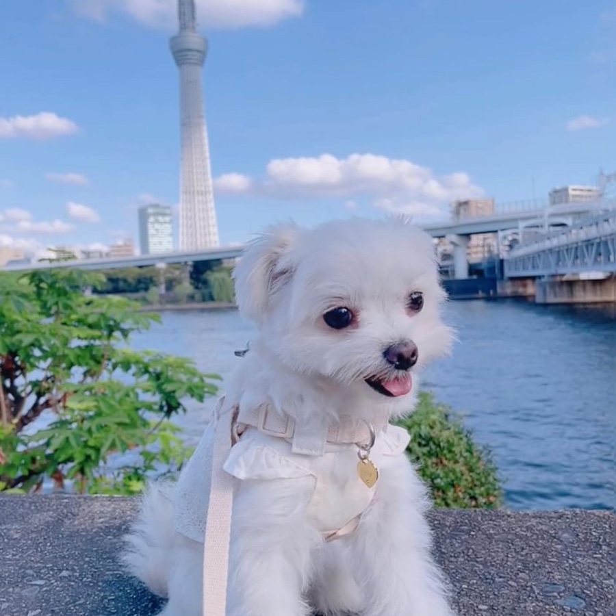 ✨メグちゃん・15/3M