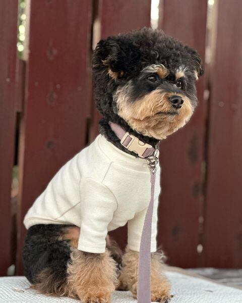 ✨りっくん・S（首周り21cm/3.4KG）