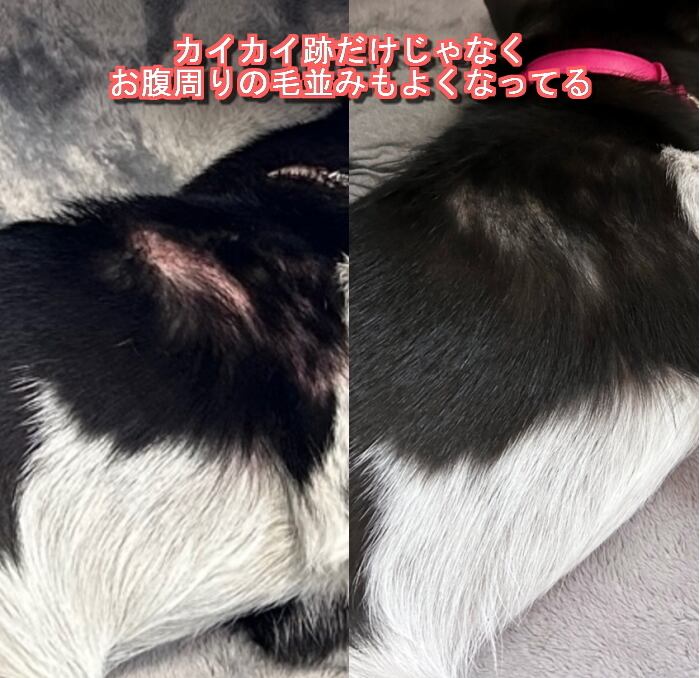 キセキのひとさじ　ペット用サプリメント Amazon | キセキのひとさじ、ペットサプリメント、ペット用健康補助