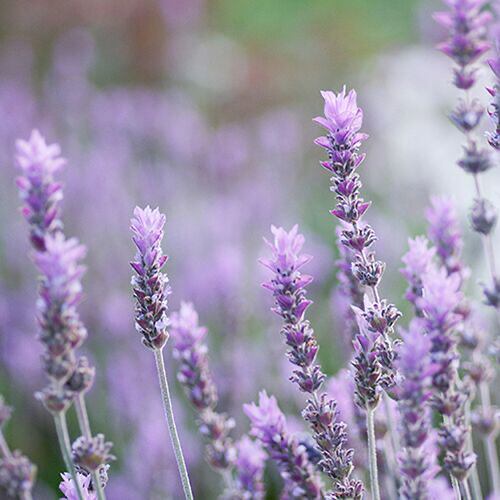 天然ラベンダー